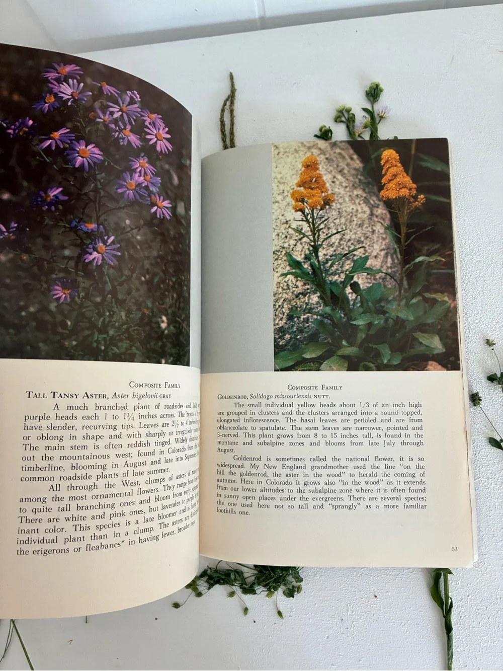 Mountain Wild Flowers of Colorado and Adjacent Areas, Denver Museum Nat. History
